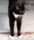 Cat Black Stretch