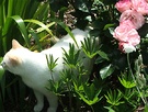 Cat Roses White