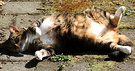 Cat Sunbathe Tummy