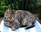 Cat Tabby Cushion