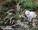Cat White Flax