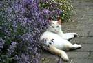Catmint Cat White