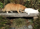 Cats Garden Bench