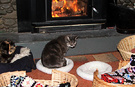 Cats Log Burner