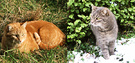 Cats Paddock Hedge