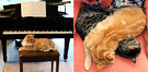 Cats Seat Piano
