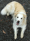 Collie Dog Driveway