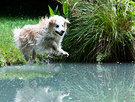 Dog Jump Pond