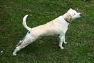 Dog Stretching Up