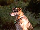 Dog Sun