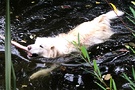 Dog Swimmng