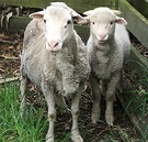 Ewe Boy Lamb