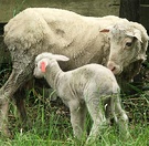 Ewe Lamb Merino