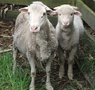 Ewe Ram Lamb