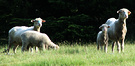 Ewes 2010 Lambs