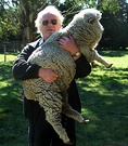 Farmer Pet Sheep