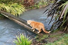 Ginger Cat Plank