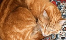Ginger Cat Sleeping