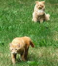 Ginger Cats Lawn