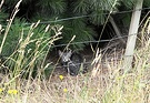 Grey Kitten Hedge