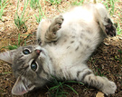 Grey Kitten Tummy