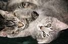 Grey Tabby Kittens
