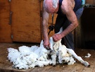 Haru Shearing