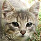 Kitten Grey Face