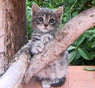 Kitten Grey Fluffy