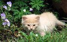 Kitten Pansies