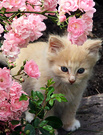 Kitten Rose Pink