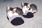 Kitten Slippers