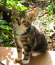 Kitten Tabby Tiger