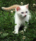 Kitten White Grass