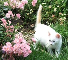 Kitten Whte Pink Rose