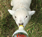 Lamb Drink