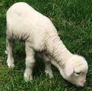Lamb Eat Grass