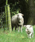 Lamb Sheep Field