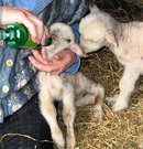 Lambs First Drink