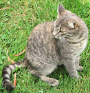 Lilli Cat Grass