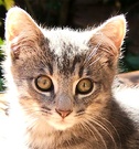 Little Grey Kitten 2