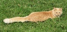 Long Fluffy Cat
