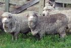 Merino Sheep Yards