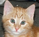 Percy Ginger Kitten