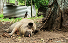 Pig 3