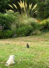 Puppy Cat Grass