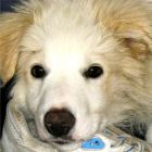 Puppy Face Shoe