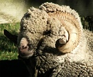 Ram Merino