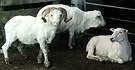 Ram Sheep Shorn