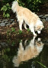 Reflection Collie Dog